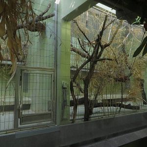 Monkey house - guereza indoors