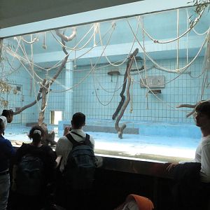 Monkey house - spider monkey indoors