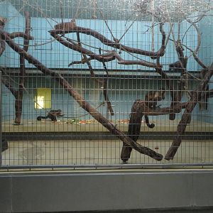 Monkey house - capuchin indoors