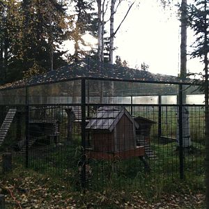 North American Porcupine Exhibit