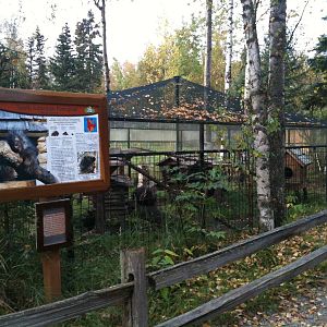 North American Porcupine Exhibit