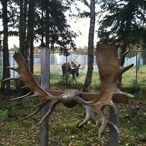 Moose Antler Display on north side of current moose exhibit