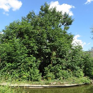 Monkey house - spider monkey outdoors