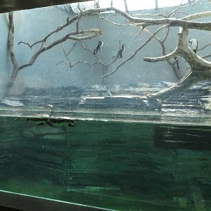 Bird house - aquatic display