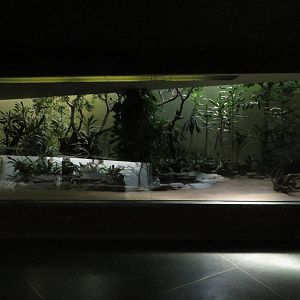 Bird house - Rainforest enclosure