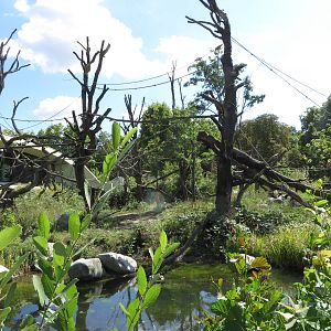 Borgoriwald - gorilla outdoors