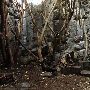 Grzimek house - emperor tamarin & acouchi enclosure