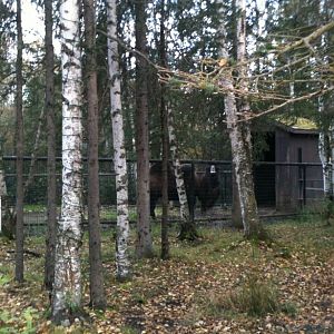 Bactrian Camel Exhibit