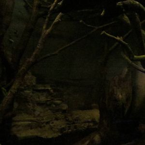 Grzimek house - porcupine enclosure