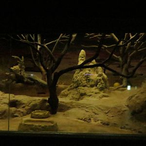 Grzimek house - aardvark enclosure