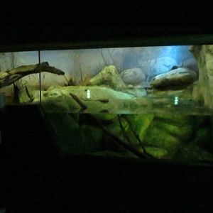 Grzimek house - Australian water rat enclosure