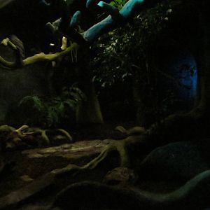 Grzimek house - echidna enclosure