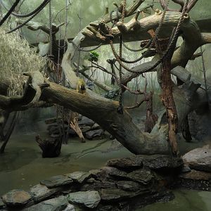 Grzimek house - squirrel monkeys