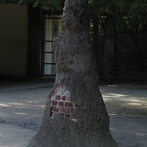 Termite hill