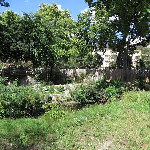 Cat house - lion outdoors