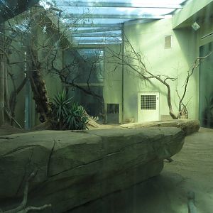 Cat house - lion indoors