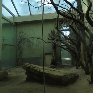 Cat house - lion indoors