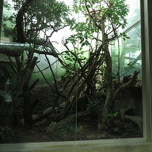 Cat house - rusty spotted cat indoors