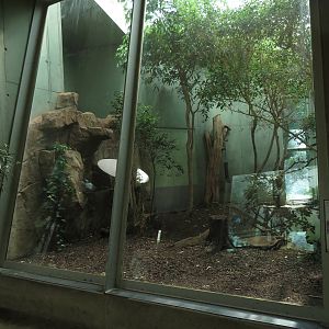 Cat house - tiger indoors