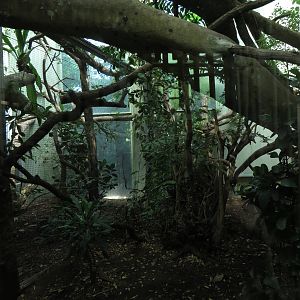 cat house - fossa indoors