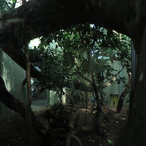 cat house - fossa indoors