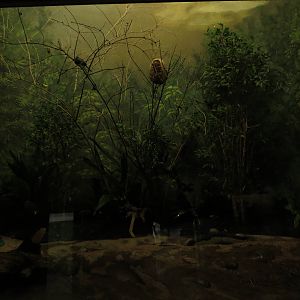 Bird house - small bird enclosure