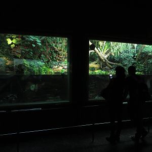 Exotarium - Amazonia