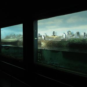 Exotarium - penguins