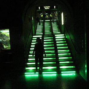 Exotarium - stairs