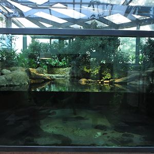 Exotarium - Turtles