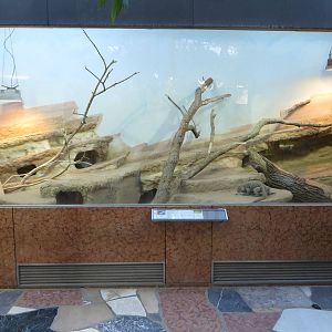 Exotarium - iguana terrarium