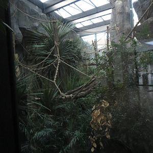 Howler monkey indoors
