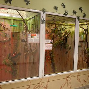 Prevost's squirrel exhibit