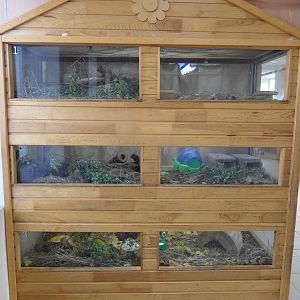 Small mammals exhibit