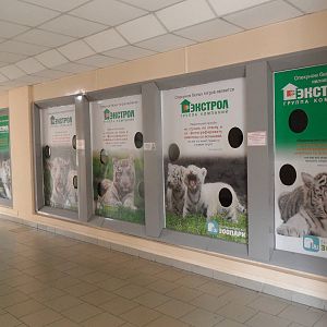 White tiger viewing area