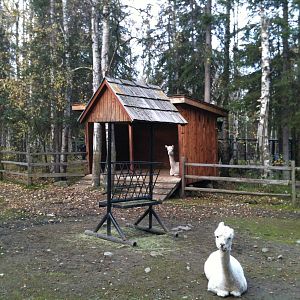 Alpaca Exhibit.  Yaks and Camel further behind.