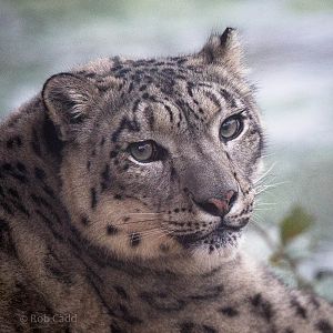 Snow leopard : Twycross : 19 Sep 2014