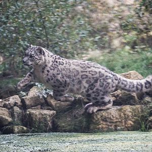 Snow leopard : Twycross : 19 Sep 2014