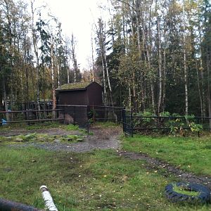 Bactrian Camel Exhibit