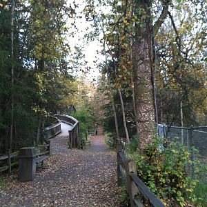 Paths between Black Bears and Eagles to Coyotes from Caribou