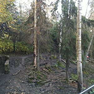 American Black Bear Exhibit