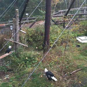 Bald Eagle Exhibit viewed from walkway overlooking Black Bear exhibit.