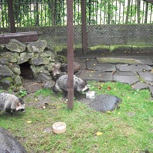 Raccoon Dog feeding time, 20th September 2014