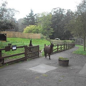 Alpacas on the move, 20th September 2014