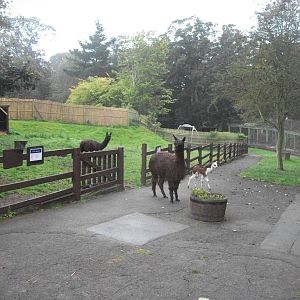 Alpacas on the move, 20th September 2014