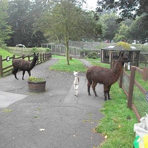 Alpacas on the move, 20th September 2014