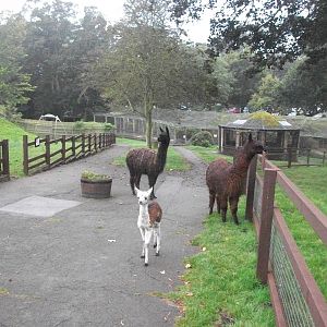 Alpacas on the move, 20th September 2014