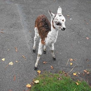 Alpacas on the move, 20th September 2014