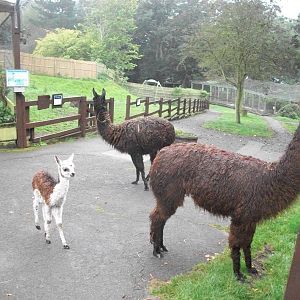 Alpacas on the move, 20th September 2014