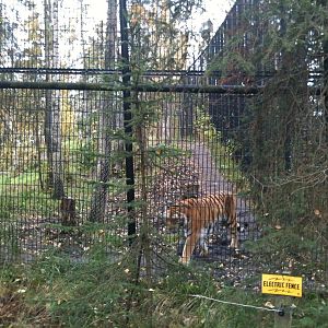 Amur Tiger Exhibit